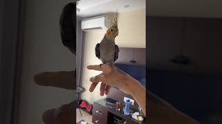 Cockatiel Free Flight Recall Training✨✨#cockatiel #freeflight #recall #training #shorts