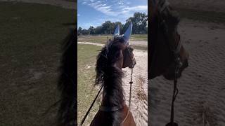 He’s so perfect!#horse #equitation #equestrian #showjumping #hunterjumper #wec #eq