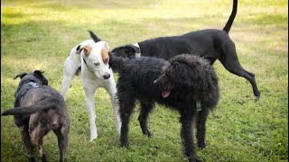 Corso Istruttori in Socialità e Libertà del cane