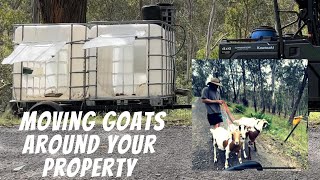 Goat grazing - how to clear land with goats