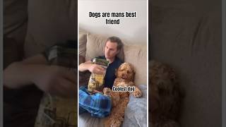 Dogs are best friends