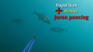 Spearfishing,dapat ikan dapat bonus joran pancing lagi di spot ini.