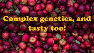 The genetics of apples is a great case for created diversity