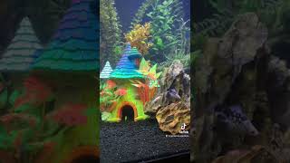 Gnome House #glofish #bettasorority #fishtank #plantedtank #aquarium #fish #bettafish #aquascape