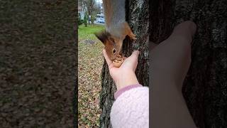 Орешки на дорожку 🤗❤😋🌰🐿🐾🌳#белка #белочка #squirrel #дружба #любовь #animals #животные #природа 🐿❤🍁