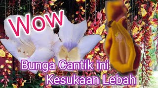 3 Jenis Tanaman thunbergia