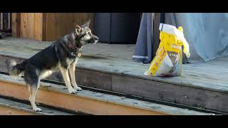 Dog reacts to a bag of salt. #cutedog #dog #shepsky #funny #funnyvideos #dog