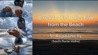 Catching Fish After Fish from the Beach (St. Augustine/South Ponte Vedra, FL)