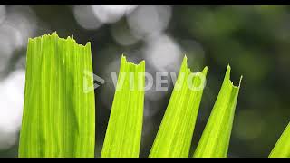 Close Up of Bright Green Torn Leaves with Bokeh Light in the Background