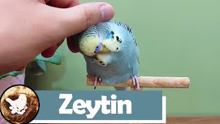 Yeni Muhabbet Kuşum Zeytin / Nerelerdeyim