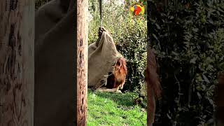 Orangutans Having Fun #shorts