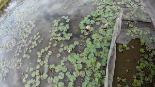 Enjoy time in nature, the lotus pond in the wetland.