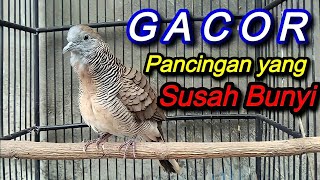 Perkutut Gacor Lokal, Untuk Pancingan yang susah bunyi