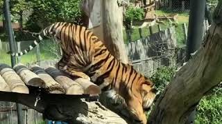 TIGER AT LONDON ZOO - 2019