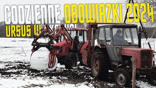 ⚠️Codzienne Obowiązki 2024🐄Gr Borys🔥Ursus w akcji!?⚠️