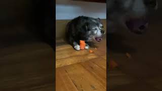 She loves carrot #dog #carrot