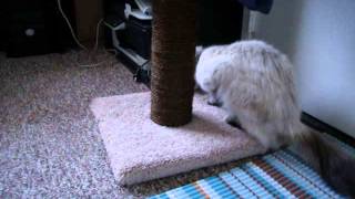 Chopstick and the Cat Tree