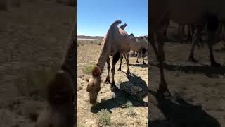 Free in the pasture, comfortable camels. #camelmilk #bactriancamel #healthcare #factory #camel