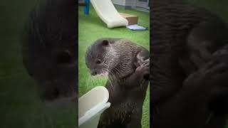 Otter wont let me water the grass