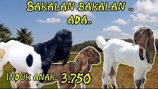 Kambing Kaligesing BREEDING bakalan jantan betina..stok ada..!!! p.ettawa