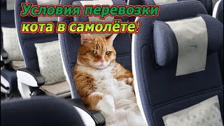 Как перевезти котёнка в Канаду! Наш опыт.