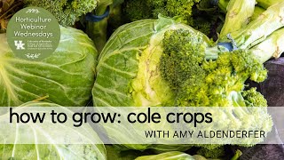 How to Grow Cole Crops