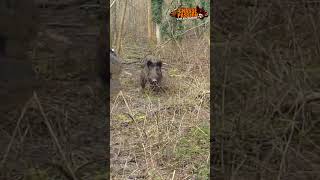 WILD BOAR ATTACK #sanglier #hunting