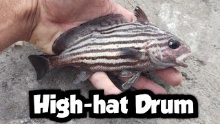 It Was Tough, but I Caught a New Species | High-hat Drum