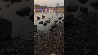 Goose and Ducklings at ease in Shanghai Century Park #chinawanderer #duck #beautyaroundus