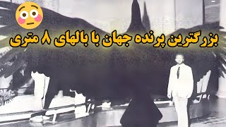 بزرگترین پرنده جهان : پرنده ای که ۸ متر بال دارد