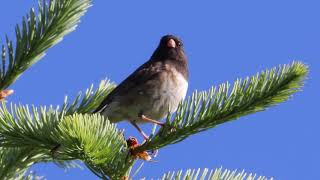 Dark-eyed Junco Singing In The Wind