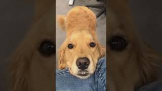 Cute Animals |Funny animals Reaction 2021#700.