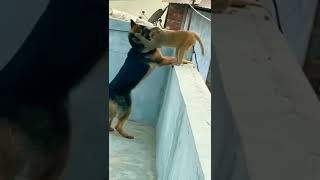 Friendship of dog and monkey#shortvideo