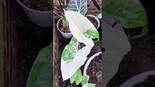 Alocasia Series - Alocasia Macrorrhizos I PlantFactory