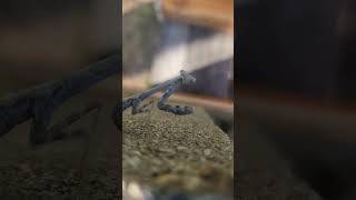 Praying Mantis #ytshorts #bee #insect #animal