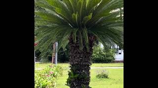 24-156 — A Palm Tree Grows in Georgia