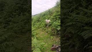 🐑 we out making friends obviously 🐑  #adventure #fyp #fun #travel #hike #uk #love #life #vlog #lol