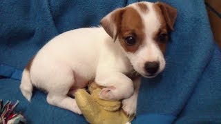 Cute Puppy dog jack russel terrier playing with plushie