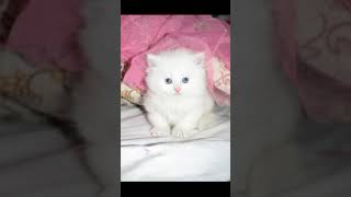 cute cat#cutecat