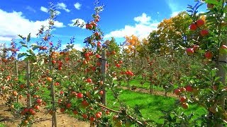 Apple Picking in Toronto