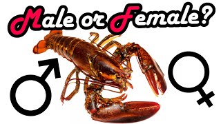 Lobster - Male or Female? - How to decide