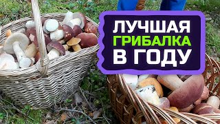 Поход в лес за грибами с женой. Эльдорадо белых грибов. Выборгский район, Ленобласть