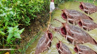 Fish Farming | Feeding African catfish | Million of Catfish Reaction while Throwing Food in Pond HD