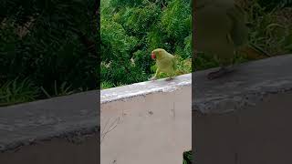 parrot point #cute walking parrot# lovely nature #short video parrot walking#