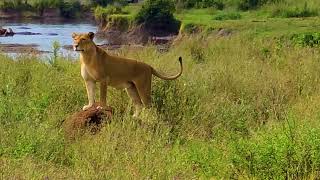 Lioness Gearing up to hunt at Serengeti National Park , Tanzania