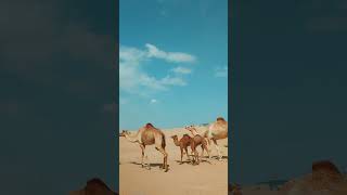 Camels family #aadujeevitham  #camping #dubai #dubailife