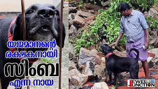 വീണ്ടും രക്ഷകനായി സിംബ l Simba again rescued his boss #dog #animals #labrador #pets