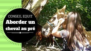 CONSEIL : aborder un cheval au pré