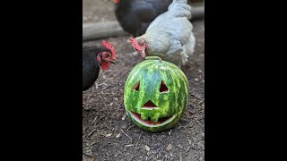 What I Feed My Chickens (Feed, Treats, & Supplements)