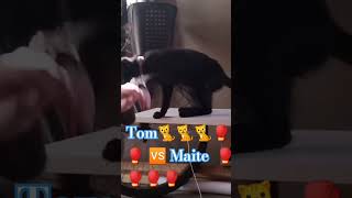 Tom 🆚 Maite 🐈🥊🥊🥊🥊🥊🐈😂🤣🐈🐈